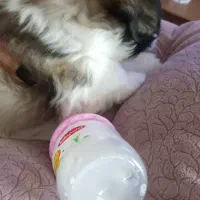 واگذاری سگ باردار|سگ|اصفهان, آهنگران|دیوار