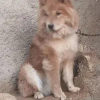 سگ چاو چاو|سگ|اصفهان, مارچین|دیوار