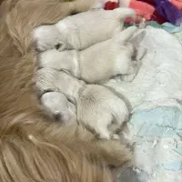 سگ اپارتمانی