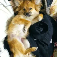 سگ نر 6 ماهشه