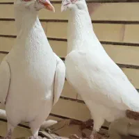 دم زرد|پرنده|کرمان, |دیوار