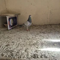 نر پلاکی سبز