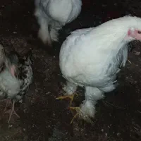 برهما|حیوانات مزرعه|کردکوی, |دیوار