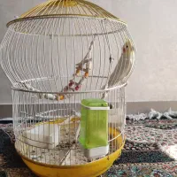 عروس هلندی