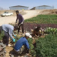 نهال گل محمدی اردهالی|خدمات باغبانی و درختکاری|کاشان, بازار کاشان|دیوار