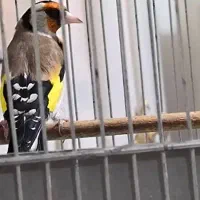 سهره زیبا خوش رخ جوجه قفس|پرنده|شهریار, شهرک شاهد|دیوار