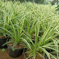 گندمی|گل و گیاه طبیعی|تهران, مشیریه|دیوار