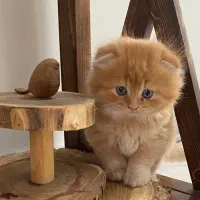 اسکاتیش فولد نارنجی 2 ماهه قیمت12