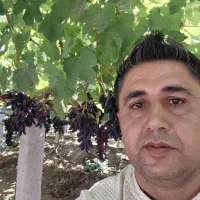 فروش نهال انگور موندراپ و سایر ارقام|خدمات باغبانی و درختکاری|ارومیه, |دیوار