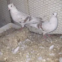 کبوتر دوکت پلنگ