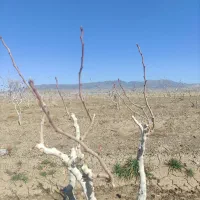هرس درختان پسته. انگور. و میوه|خدمات باغبانی و درختکاری|تربت‌حیدریه, چهارراه خواف|دیوار
