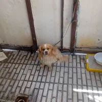 سگ پاکوتاه