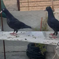 جوجه زاغ کرمونی و طوقی