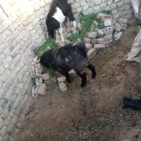 معاوضه|حیوانات مزرعه|ایرانشهر, |دیوار