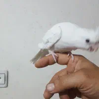 جوجه عروس|پرنده|دزفول, |دیوار