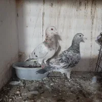 جفت کفتر سار عطیقه درشت