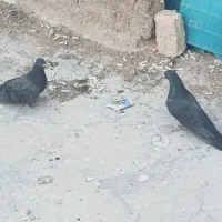 دم گیر|پرنده|برخوار, |دیوار