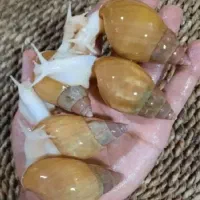 حلزون آلبینوسوپر مولد