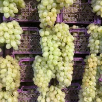 عرضه میوه برای مراسمات عروسی و ترحیم و جشنواره