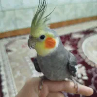 پرندگان