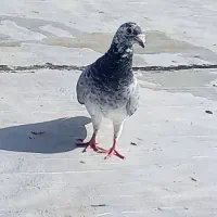 سوسکی سبز قلدر کسی خواست درخدمتم|پرنده|تربت جام, یحیی آباد|دیوار