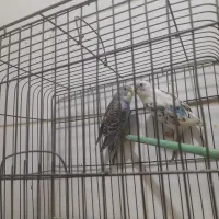 یک جفت مرغ عشق بسیار زیبا و مودب