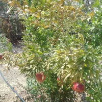 فروش باغچه باغ  فاز یک سیاخ دارای اب و برق|فروش زمین و ملک کلنگی|شیراز, آزادگان|دیوار