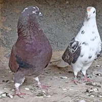 کفتر فروشی اطراف رباط کریم