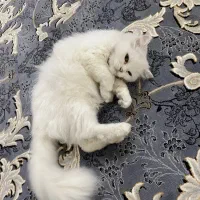 گربه پرشین