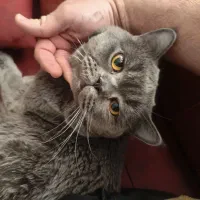 گربه نژاد بریتیش اسکاتیش