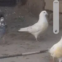 همشون خوش رنگ وپرشی|پرنده|قره پشتلو, |دیوار