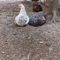 جوجه خروس ۵ ماه