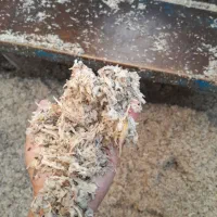 تفاله چغندر علوفه ذرت مخصوص برای دامداران|حیوانات مزرعه|چاراویماق, |دیوار