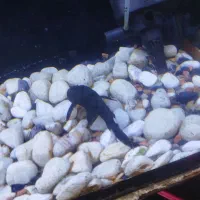 فروش|ماهی|سهند, |دیوار