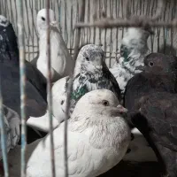 کبوتر ۱۲ عدد