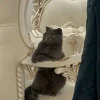 گربه اسکاتیش فولد ماده