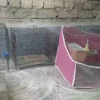 ۶ عدد قفس بزرگ قیمت خوب|لوازم جانبی حیوانات|مرودشت, ثبت احوال|دیوار