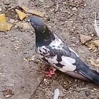 کسوری اصیل تیدی گلدن کمانگر وارداتی کفتر