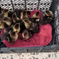 جوجه اردک اسرائیلی