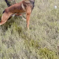 سگ تربیت شده باهوش