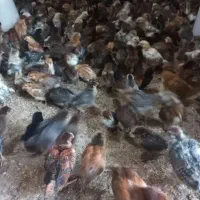 جوجه مرغ گلپایگان ۴۰ روزه