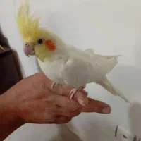 عروس هلندی|پرنده|بیرجند, |دیوار