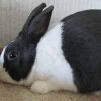 نرو ماده خرگوش دو ماهه