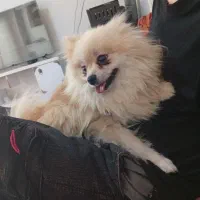 فروش سگ پامر