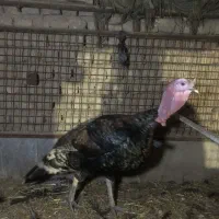 بوقلمون نر و ماده