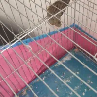 قناری ماده سهره قناری