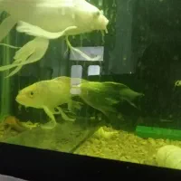 ماهی کوی سوپربال|ماهی|ملک‌آباد, |دیوار