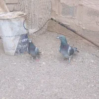 کبوتر مسافتی