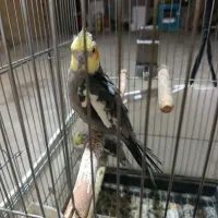 عروس هلندی