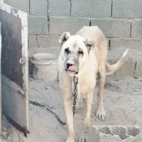 سگ سرابی نر جهت کشش با ماده های اصیل سرابی|سگ|بهارستان, |دیوار